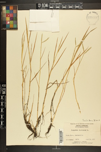 Paspalum distichum image