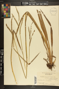 Paspalum floridanum var. glabratum image