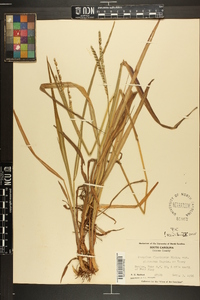 Paspalum floridanum image