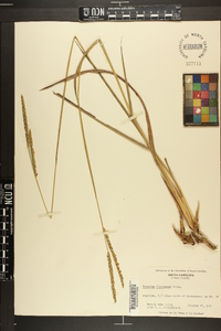 Paspalum floridanum image