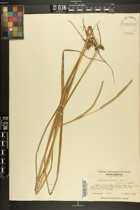 Paspalum floridanum image