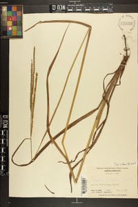 Paspalum floridanum image