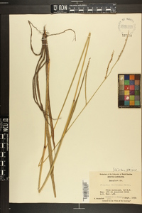 Paspalum floridanum image