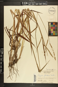 Paspalum floridanum image