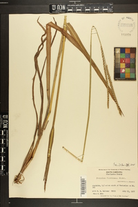 Paspalum floridanum image