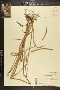 Paspalum floridanum image