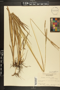 Paspalum floridanum image