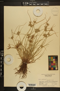 Cyperus compressus image