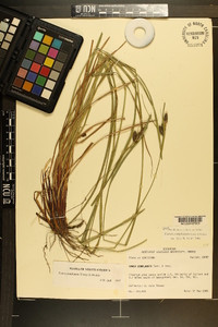 Carex complanata image