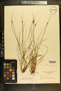 Carex complanata image