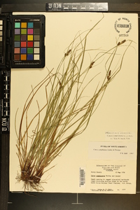 Carex complanata image