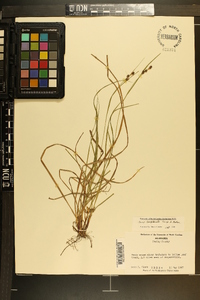 Carex complanata image