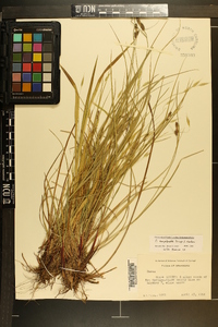 Carex complanata image