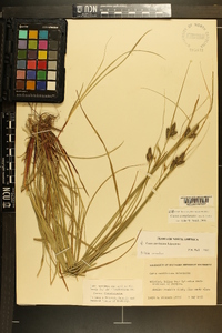 Carex complanata image