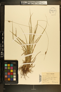 Carex complanata image