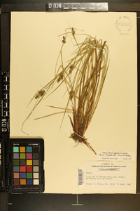 Carex complanata image