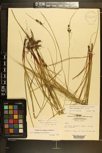 Carex complanata image