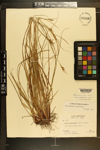 Carex complanata image