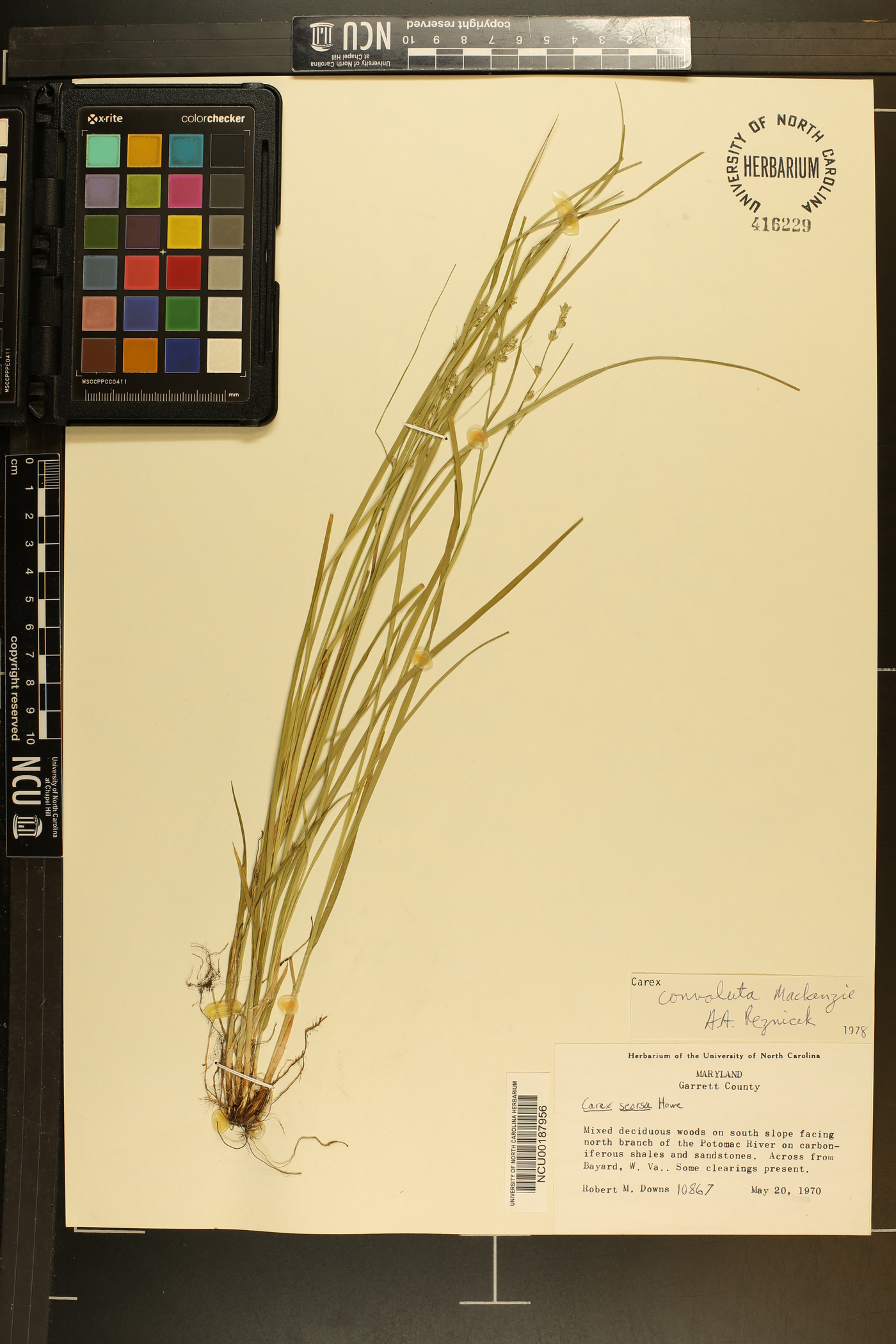 Carex convoluta image