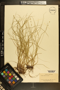 Carex convoluta image