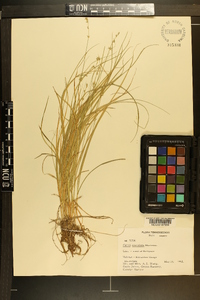 Carex convoluta image