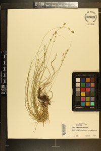 Carex convoluta image