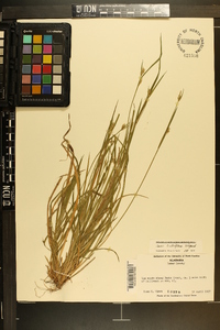 Carex crebriflora image