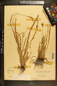 Carex crebriflora image