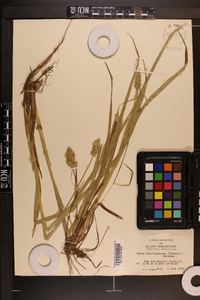 Carex laevivaginata image