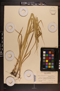 Carex laevivaginata image