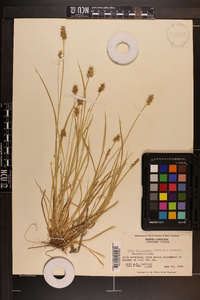 Carex laevivaginata image