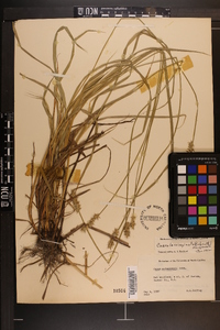 Carex laevivaginata image