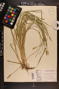 Carex laevivaginata image