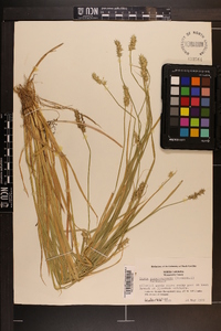 Carex laevivaginata image