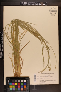 Carex laevivaginata image