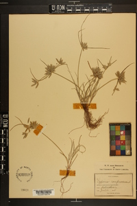 Cyperus compressus image