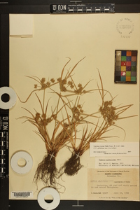 Cyperus croceus image