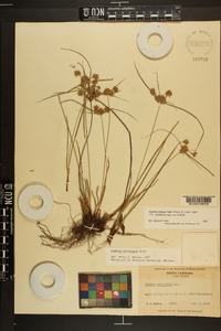 Cyperus croceus image