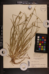 Carex laevivaginata image