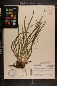 Carex laxiculmis image