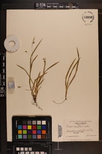 Carex laxiculmis image