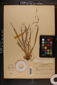 Carex laxiculmis image