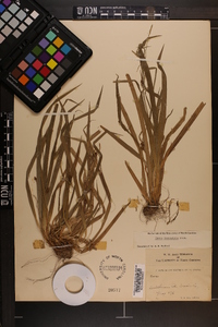 Carex laxiculmis image