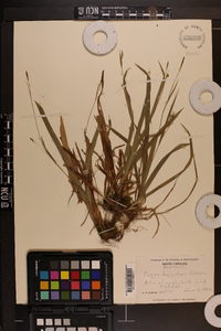 Carex laxiculmis image