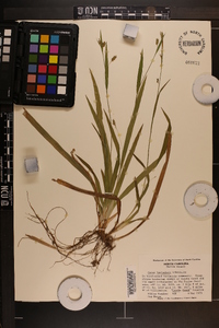 Carex laxiculmis image