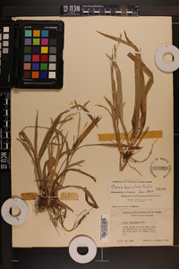 Carex laxiculmis image