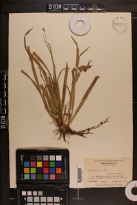 Carex laxiculmis image