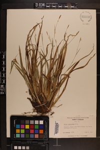 Carex laxiculmis image