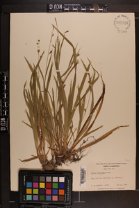 Carex laxiculmis image