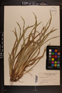 Carex laxiculmis image